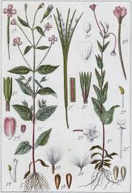 Attēlu rezultāti vaicājumam “Epilobium montanum”