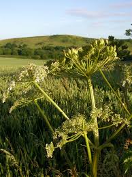 Image result for Heracleum sphondylium