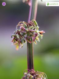 Attēlu rezultāti vaicājumam “Rumex confertus fruit”