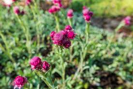 Attēlu rezultāti vaicājumam “Antennaria dioica leaf”