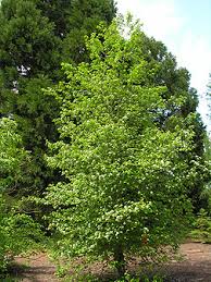 Attēlu rezultāti vaicājumam “Crataegus douglasii”