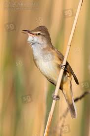 Attēlu rezultāti vaicājumam “Acrocephalus arundinaceus adult”