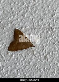 Attēlu rezultāti vaicājumam “Udea fulvalis”