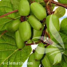 Attēlu rezultāti vaicājumam “Actinidia kolomikta fruit”
