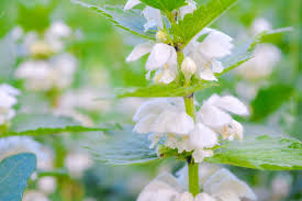 Attēlu rezultāti vaicājumam “Lamium album leaf”