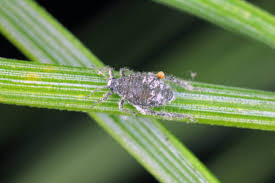 Attēlu rezultāti vaicājumam “Schizolachnus pineti”