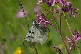 Attēlu rezultāti vaicājumam “Parnassius mnemosyne underside”