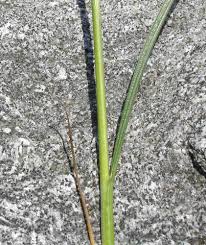 Attēlu rezultāti vaicājumam “Juncus gerardii bud”