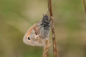 Attēlu rezultāti vaicājumam “Coenonympha pamphilus underside”