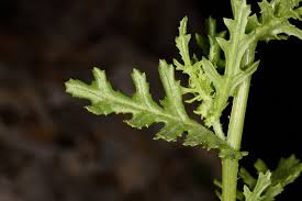 Attēlu rezultāti vaicājumam “Senecio vernalis leaf”