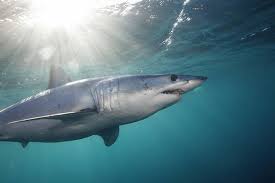 Image result for Isurus oxyrinchus