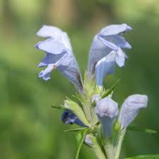 Attēlu rezultāti vaicājumam “Dracocephalum ruyschiana fruit”