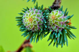 Attēlu rezultāti vaicājumam “Larix decidua flower”