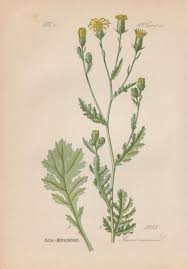 Attēlu rezultāti vaicājumam “Senecio viscosus flower”