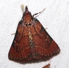 Attēlu rezultāti vaicājumam “Pyralididae”