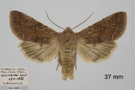 Attēlu rezultāti vaicājumam “Orthosia incerta”