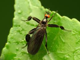 Attēlu rezultāti vaicājumam “Brachycera”