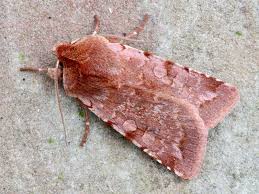 Attēlu rezultāti vaicājumam “Cerastis rubricosa”