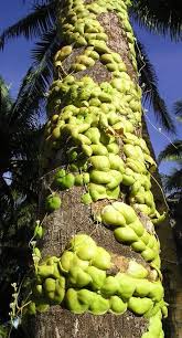 Attēlu rezultāti vaicājumam “Apocynaceae”