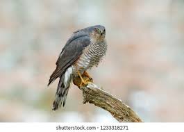 Attēlu rezultāti vaicājumam “Accipiter nisus”