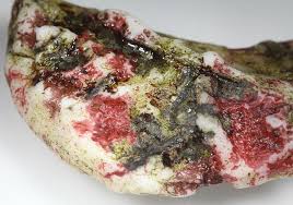 Attēlu rezultāti vaicājumam “Hildenbrandia rivularis”