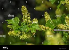 Attēlu rezultāti vaicājumam “Ribes alpinum”