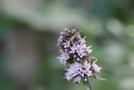 Attēlu rezultāti vaicājumam “Mentha x piperita leaf”