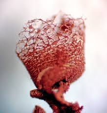 Attēlu rezultāti vaicājumam “Cribraria rubiginosa macro”