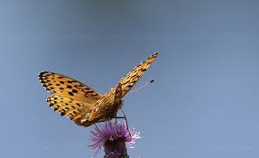 Attēlu rezultāti vaicājumam “Argynnis laodice female”