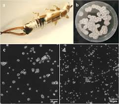 Attēlu rezultāti vaicājumam “Badhamia affinis spores”