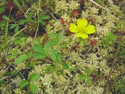 Attēlu rezultāti vaicājumam “Potentilla erecta fruit”