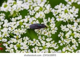 Attēlu rezultāti vaicājumam “Sciara analis”