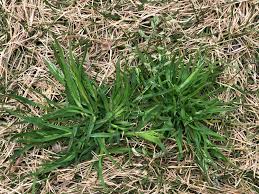 Attēlu rezultāti vaicājumam “Poa pratensis”