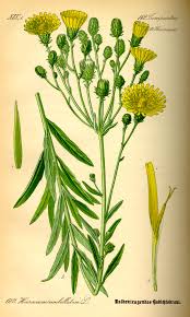 Attēlu rezultāti vaicājumam “Hieracium”