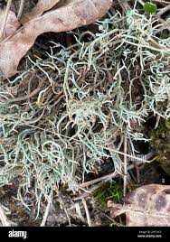 Attēlu rezultāti vaicājumam “Cladonia ciliata”
