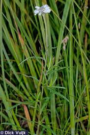 Attēlu rezultāti vaicājumam “Achillea ptarmica leaf”