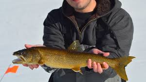 Image result for Salvelinus namaycush