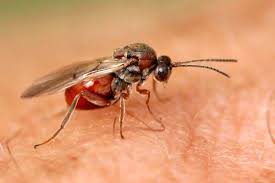 Attēlu rezultāti vaicājumam “Andricus foecundatrix”