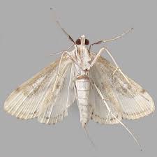 Attēlu rezultāti vaicājumam “Parapoynx stratiotata”