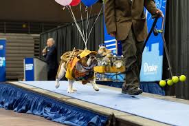 Image result for bulldog bowls club