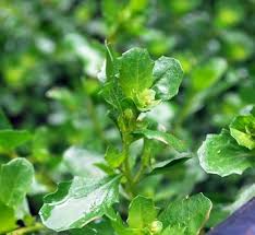 Attēlu rezultāti vaicājumam “Badhamia capsulifera var. arborea sessile”