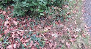 Attēlu rezultāti vaicājumam “Betula humilis”