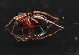 Attēlu rezultāti vaicājumam “Linyphiidae”