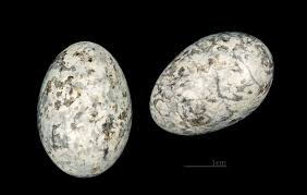 Attēlu rezultāti vaicājumam “Caprimulgus europaeus eggs”