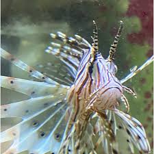 Image result for Pterois volitans