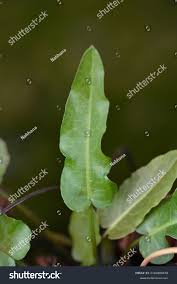 Attēlu rezultāti vaicājumam “Rumex aquaticus bud”