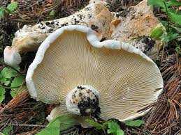 Attēlu rezultāti vaicājumam “Lactarius bertillonii”