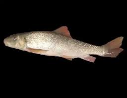 Image result for Minytrema melanops