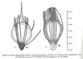 Attēlu rezultāti vaicājumam “Rhynchospora alba”