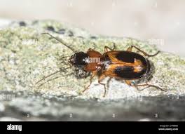 Attēlu rezultāti vaicājumam “Badister bullatus”